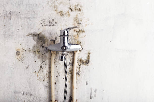 Best DIY Mold Remediation Support Services in Frenchtown, NJ