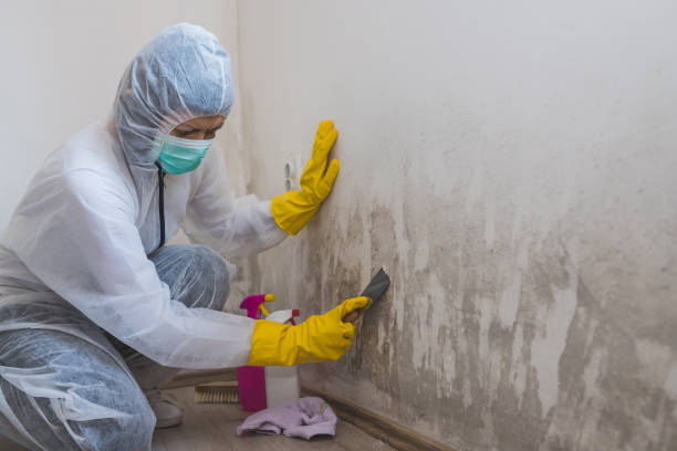 Best Residential Mold Remediation in Frenchtown, NJ