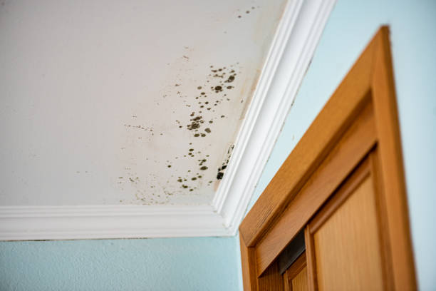 Best Post-Flood Mold Remediation in Frenchtown, NJ