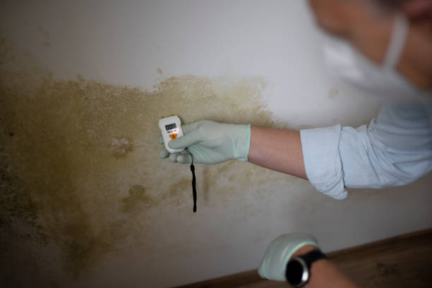 Best HVAC Mold Remediation in Frenchtown, NJ