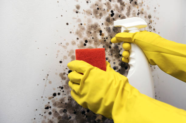Best Commercial Mold Remediation in Frenchtown, NJ