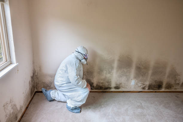 Best Residential Mold Remediation in Frenchtown, NJ