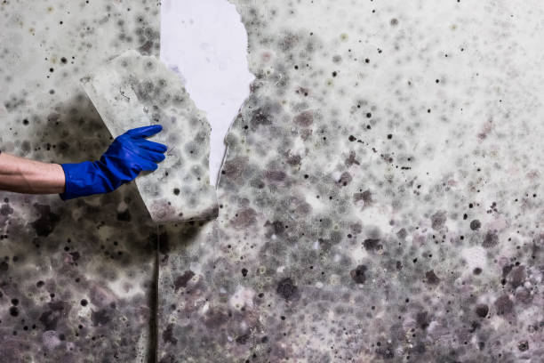 Best Attic Mold Remediation in Frenchtown, NJ
