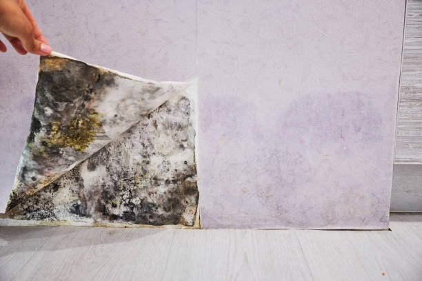  Frenchtown, NJ Mold Removal Pros